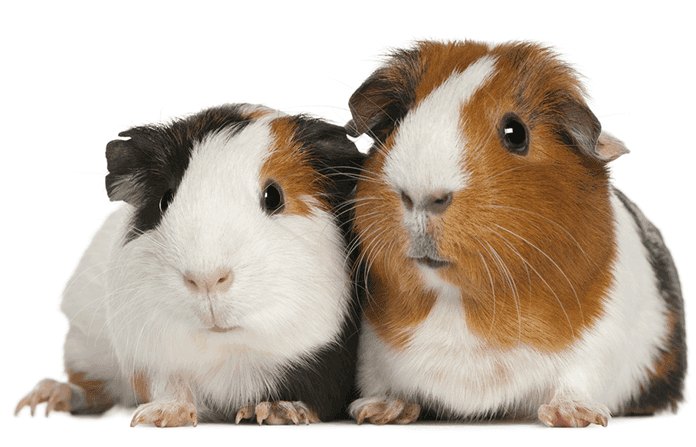 Guinea pigs